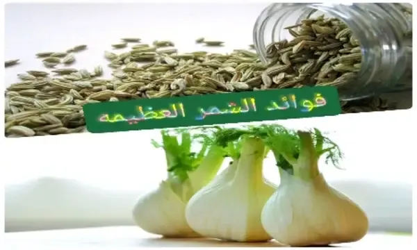 فوائد الشمر