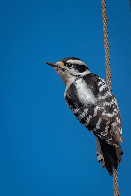 Downy Woodpecker, Bob Jones Nature Center
