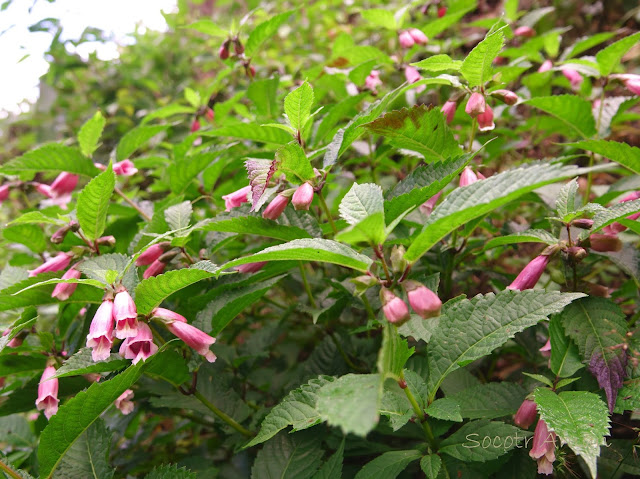 Chelonopsis moschata