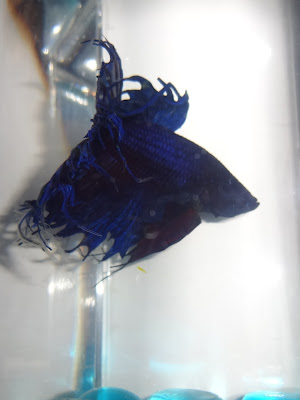 crowntail betta