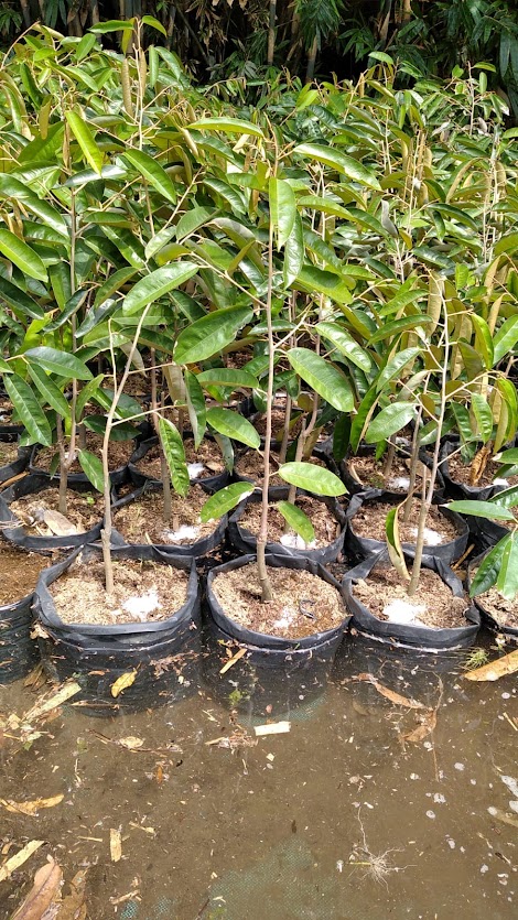 bibit durian super tembaga tanaman terbaru Prabumulih