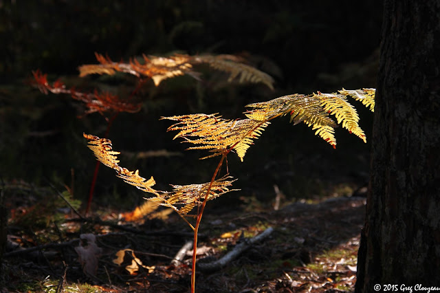 Fougères aigle à l'automne en forêt de Fontainebleau, Franchard Isatis, (C) 2015 Greg Clouzeau