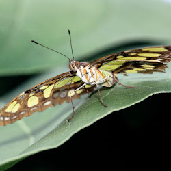 Butterfly Wallpapers, gambar kupu-kupu