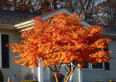 Deep red leaves on a Japanese laceleaf maple tree