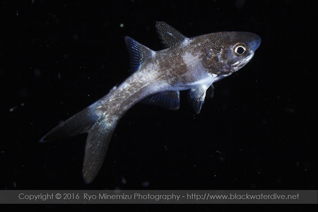 Juvenile of Polydactylus