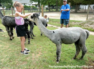 Jersey Shore Alpaca Farm in Cape May, New Jersey