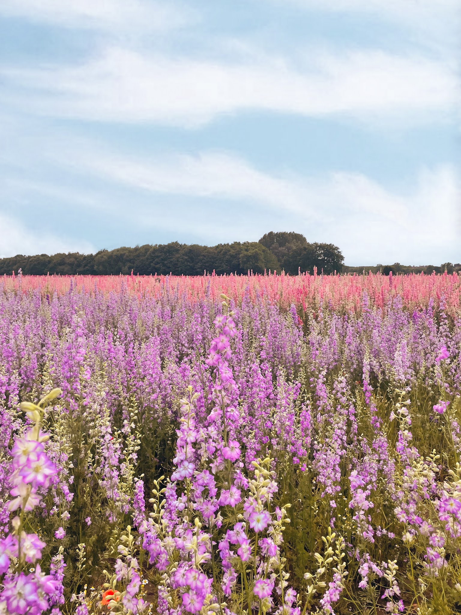 Real Petal Confetti Company UK Flower Field