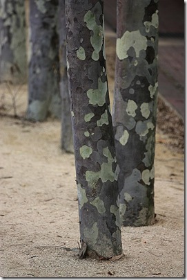 Eucalyptus trunks