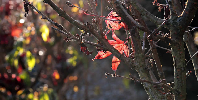 Arbol en Otoño