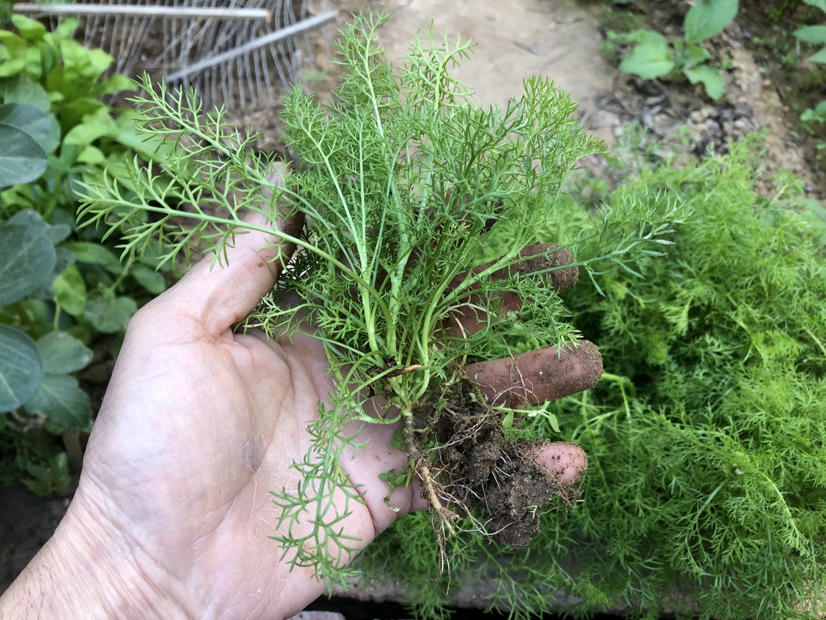 When transplanting chamomile seedlings, it is crucial to employ appropriate techniques. By doing this, you offer them the best chance to develop and flourish, which will result in robust growth, a lot of blooms, and chamomile flowers