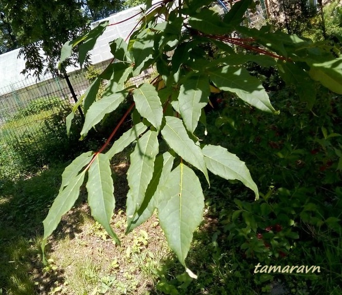Клён маньчжурский (Acer mandshuricum)
