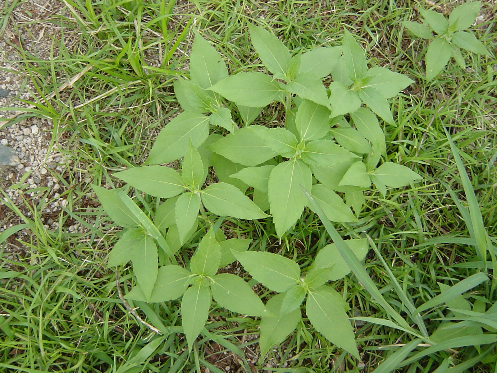 雑草に関すること プラス防草シート 除草剤 キクイモ キク科