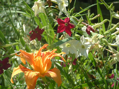 Close up of a daylily and multiple nicotiana flowers in the sunlight