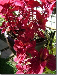 coleus aug 063