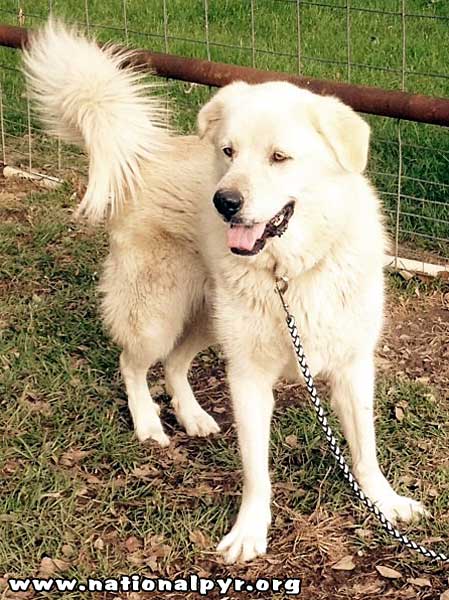 Colorado great pyrenees rescue community - 28 images 