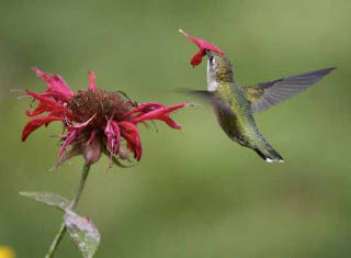 Indahnya Foto Burung Kolibri Berwarna