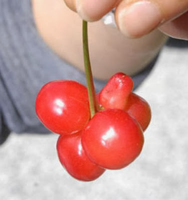 Mutant Fukushima fruits and vegetables