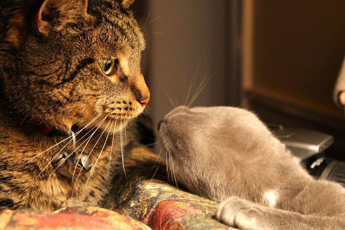 Два кота: когда в друзьях согласья нет