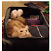 Smart Pets Who Suspect You Are Planning To Leave Somewhere