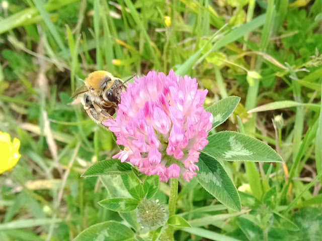 Hairy-footed Flower Bee Anthophora plumipes, Indre et loire, France. Photo by loire Valley Time Travel.