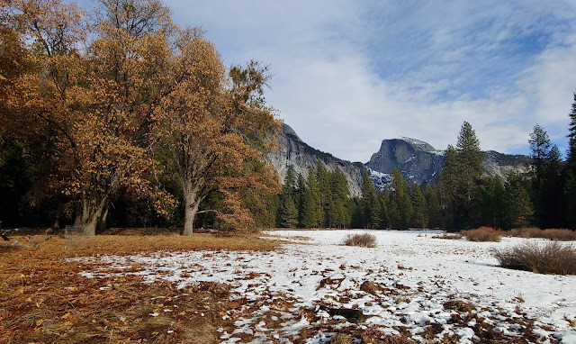 Grassy meadow with light snow cover and Oak trees bearing orange and yellow leaves and Half Dome in the background at Yosemite National Park