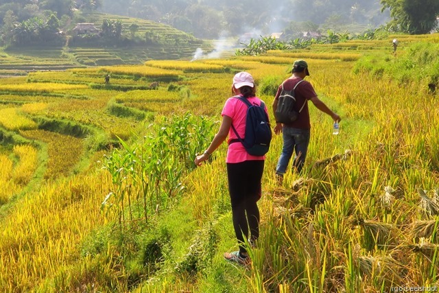 Beautiful golden rice terraces during the harvesting season at Pu Luong