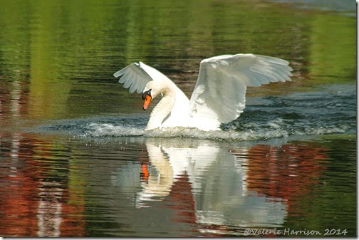 12-swan