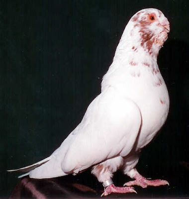 Spanish Flamenco Runt Pigeon