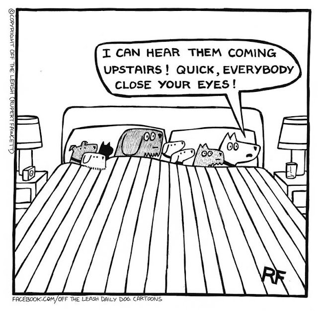 Dog Humor