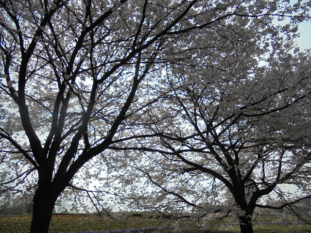 とっとり花回廊のソメイヨシノ桜