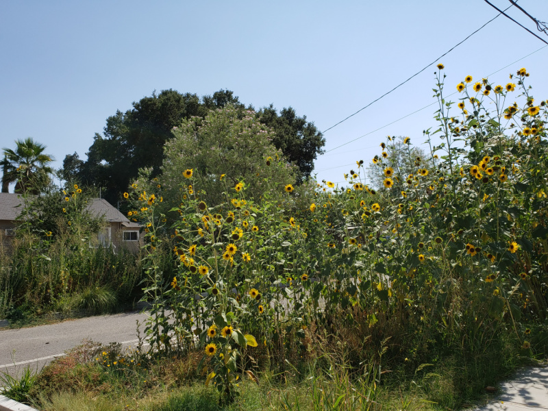 Sunflower Forests on 21st Street