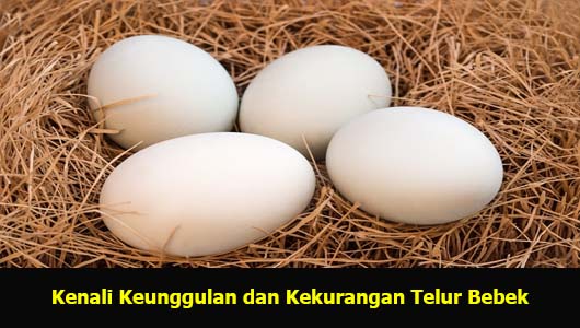 Kenali Keunggulan dan Kekurangan Telur Bebek