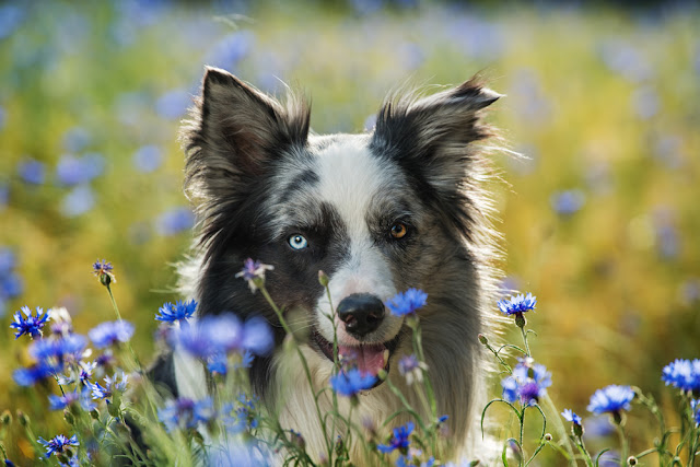 Reward based training isn't just for sunny days, but also for dogs with issues.