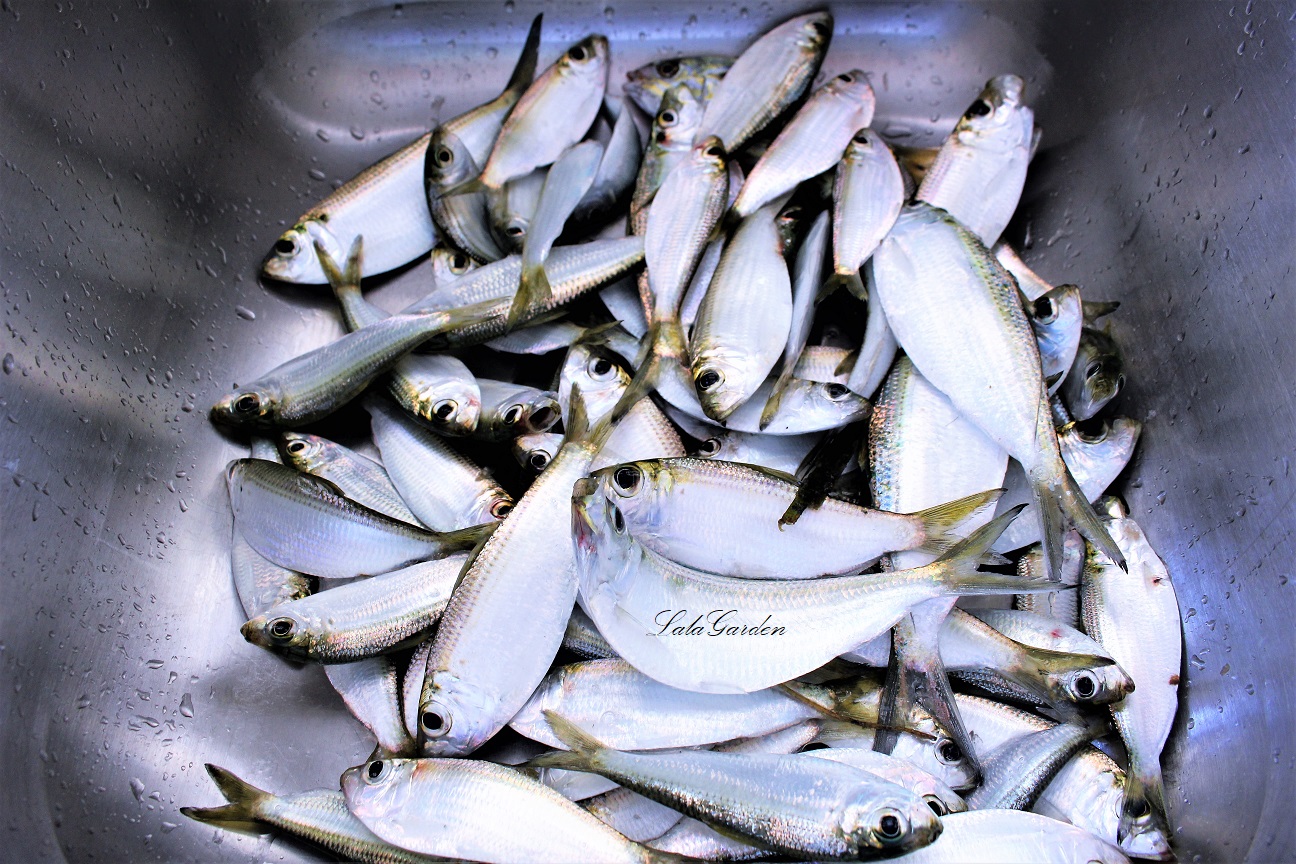 釣った魚を食べる フロリダ