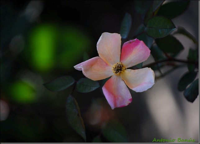 08 DSC_1449 x2