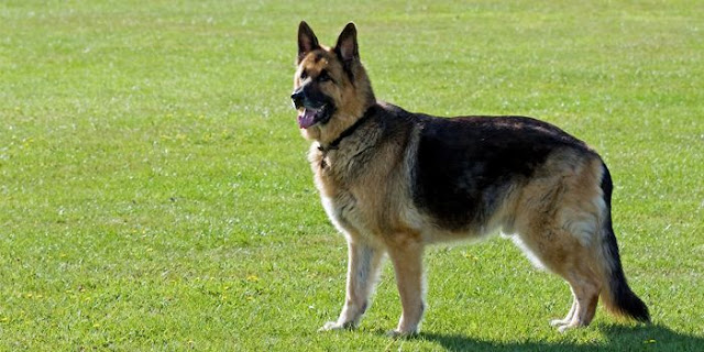 25 Keistimewaan Yang Dimiliki Anjing German Shepherd