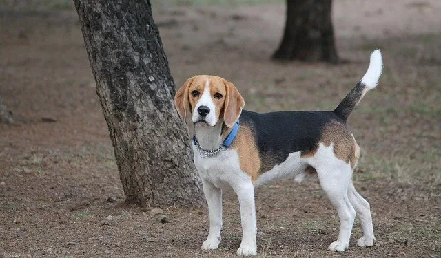 Hình ảnh giống chó Beagle