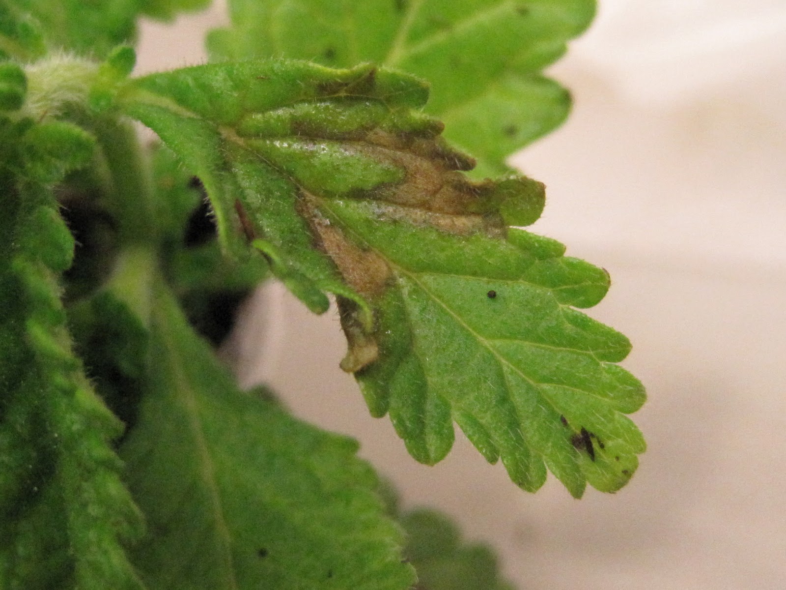 NCSU PDIC: Bacterial Leaf Spot: Acidovorax in the Greenhouse