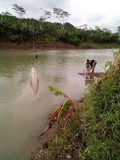 Mancing ikan wader