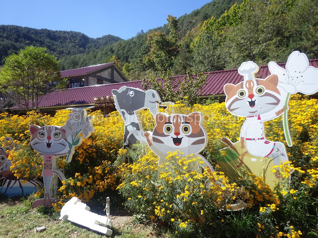 Wuling Farm maple autumn foliage