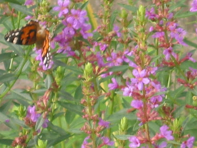 ミゾハギ（精霊花）と蝶
