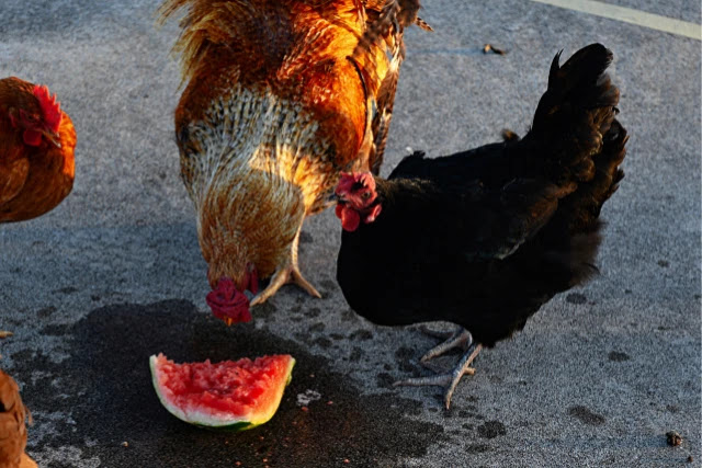 peut-on-donner-de-la-pasteque-aux-poules-1