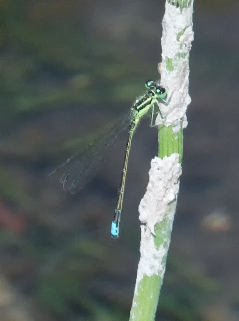 Eastern Forktail (Ischnura verticalis)