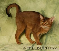 ruddy abyssinian - Tawny - Usual