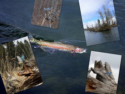 April Fly Fishing on the Bitterroot River collage