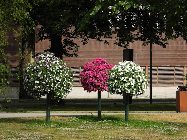 Kan man kalla dom korgblommor?