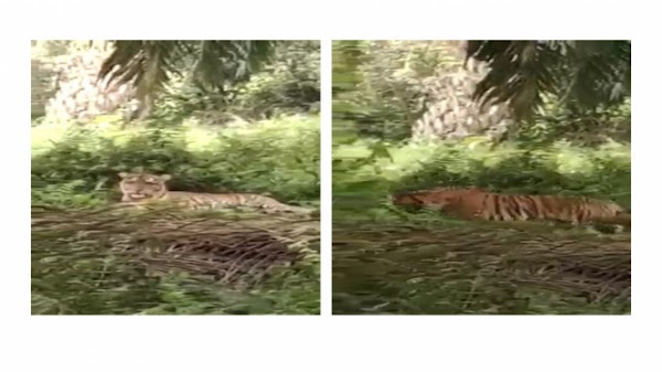 Beredar Video Harimau Sumatra Masuk Perladangan Warga di Langkat