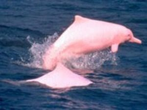 Pink Dolphin