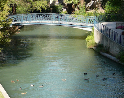 ducks on river