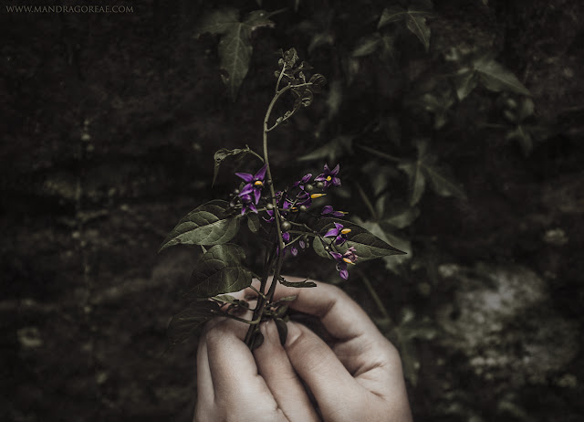 Solanum Dulcamara, Bittersweet Nightshade, Amara Dulcis.